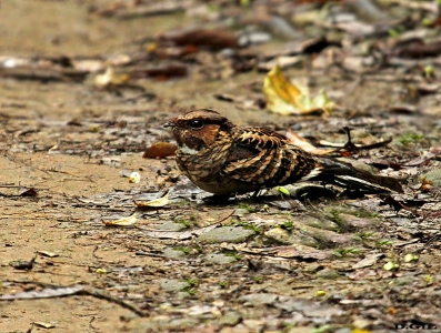 CURIANGO (Nyctidromus albicollis) - Angra dos Reis - BRASIL (Octubre 2015)